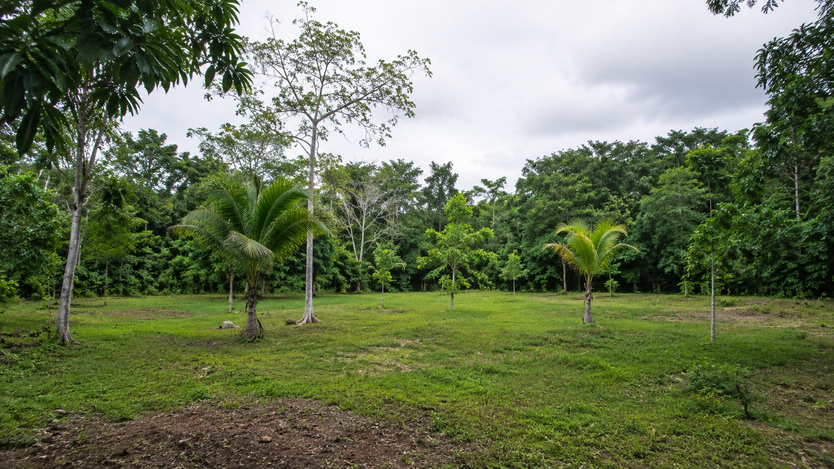 Lote 23 — 350 m² con Árboles